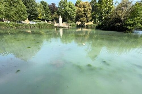 Plan to rescue ponds after hot summer leads to algae blooms