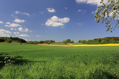 Green fields in the countryside.